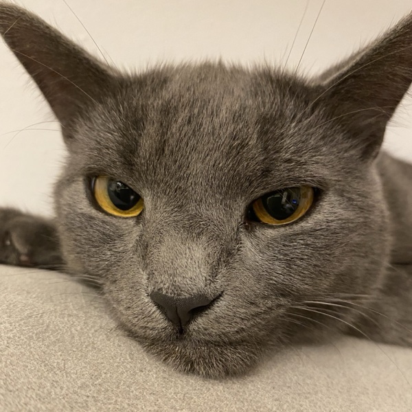 Bigio, a gray cat with yellow eyes, resting his chin on a cushion