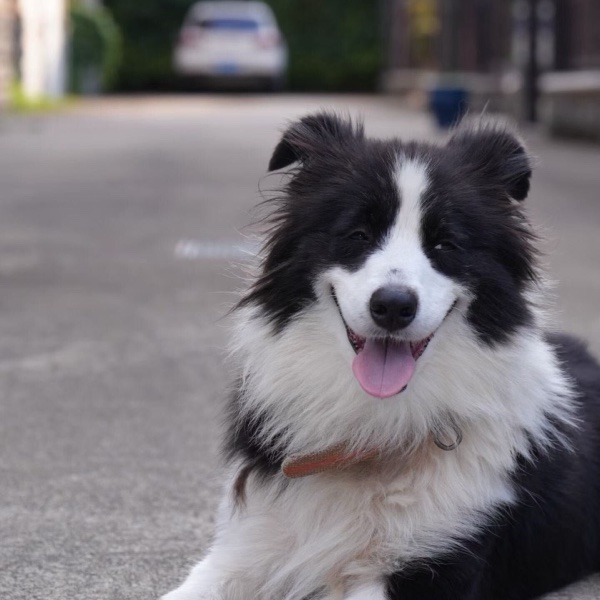Dundun, a black-and-white border collie, lying on a driveway with tongue out