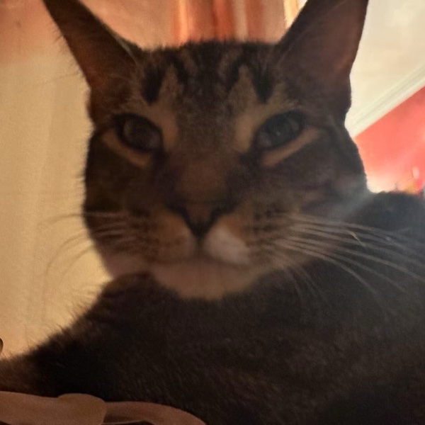 Hugo, a tabby cat, looking down at the camera
