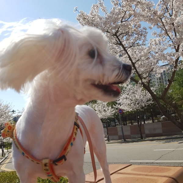 Lizzie, a small white dog, in front of cherry blossoms with ears blowing in the wind