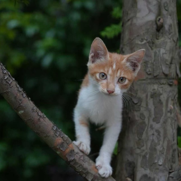 Mimi, an orange-and-white kitten, climbing in a tree
