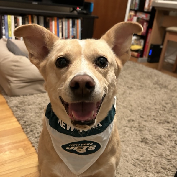 Nomsy, a tan dog, smiling and wearing a New York Jets bandana