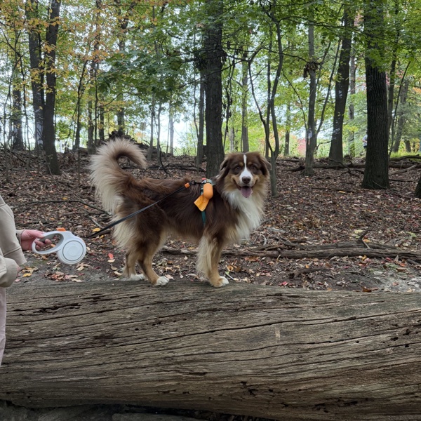 Teemo, a brown-and-white Australian shepherd, standing on a fallen log in the woods